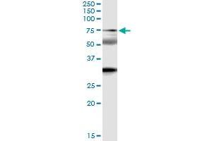 Immunoprecipitation of ZNF18 transfected lysate using anti-ZNF18 MaxPab rabbit polyclonal antibody and Protein A Magnetic Bead , and immunoblotted with ZNF18 purified MaxPab mouse polyclonal antibody (B01P) . (ZNF18 抗体  (AA 1-549))