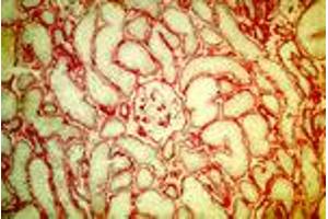 Laminin §1-chain in normal human kidney (MAb DG10, laminin §1) (Laminin beta 1 抗体)