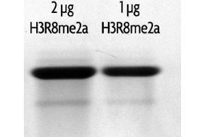 Recombinant Histone H3 dimethyl Arg8 analyzed by SDS-PAGE gel.