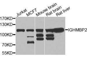 Western blot analysis of extracts of various cells, using IGHMBP2 antibody. (IGHMBP2 抗体)