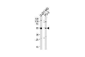 Western blot analysis of lysates from U-251 MG, PC-3 cell line (from left to right), using DEK Antibody at 1:1000 at each lane. (DEK 抗体  (C-Term))