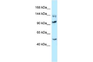 WB Suggested Anti-Hsph1 Antibody Titration: 1. (HSPH1 抗体  (C-Term))