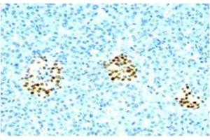 Immunohistochemical staining of human pancreas with NKX2-2 monoclonal antibody, clone SPM564 . (Nkx2-2 抗体)