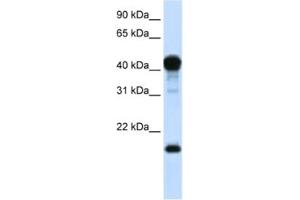 Western Blotting (WB) image for anti-TEA Domain Family Member 1 (SV40 Transcriptional Enhancer Factor) (TEAD1) antibody (ABIN2461919) (TEAD1 抗体)