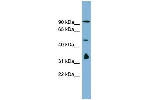 MAK10 antibody used at 1 ug/ml to detect target protein.