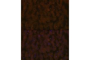 Immunofluorescence (IF) image for anti-Apolipoprotein C-III (APOC3) antibody (ABIN7265640)