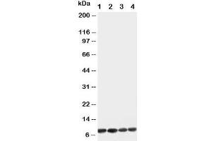 Western blot testing of Apelin antibody and Lane 1:  U87;  2: MCF-7;  3: HeLa;  4: MM453 cell lysate (Apelin 抗体  (C-Term))