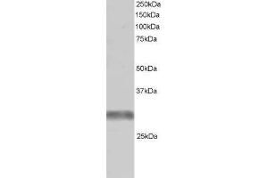 ABIN184987 (1µg/ml) staining of Human Skeletal Muscle lysate (RIPA buffer, 30µg total protein per lane). (TRIM7 抗体  (C-Term))