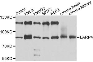 Western blot analysis of extracts of various cell lines, using LARP4 antibody. (LARP4 抗体)