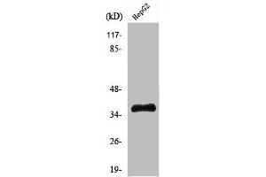 Western Blot analysis of Jurkat cells using Hel-N1 Polyclonal Antibody (ELAVL2 抗体  (N-Term))
