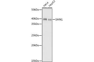 Western blot analysis of extracts of various cell lines, using SMN1 antibody (ABIN7270651) at 1:1000 dilution. (SMN1 抗体)