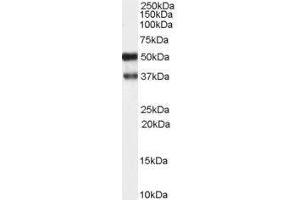 Image no. 1 for anti-Protein Kinase C and Casein Kinase Substrate in Neurons 1 (PACSIN1) (N-Term) antibody (ABIN374145)