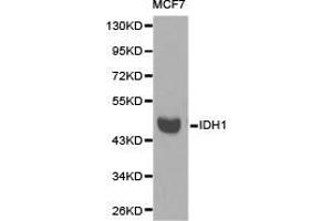 Western Blotting (WB) image for anti-Isocitrate Dehydrogenase 1 (NADP+), Soluble (IDH1) antibody (ABIN1873133) (IDH1 抗体)