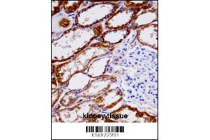 NDUFAB1 immunohistochemistry analysis in formalin fixed and paraffin embedded human kidney tissue followed by peroxidase conjugation of the secondary antibody and DAB staining.