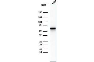 Western Blot Analysis of U87 cell lysate usingNGFR Rabbit Recombinant Monoclonal Antibody (NGFR/2550R). (Recombinant NGFR 抗体  (AA 281-421))