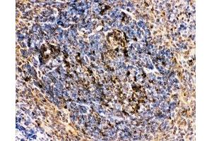 IHC-P: CD10 antibody testing of mouse spleen tissue (MME 抗体  (AA 52-750))