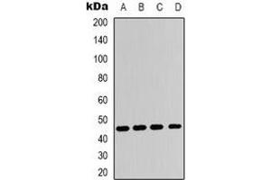 Western blot analysis of Adenosine A2a Receptor expression in Hela (A), HepG2 (B), NIH3T3 (C), H9C2 (D) whole cell lysates.
