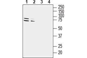Western blot analysis of mouse (lanes 1 and 3) and rat (lanes 2 and 4) brain lysates: - 1,2. (GPR37 抗体  (Extracellular, N-Term))