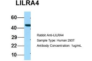 Host: Rabbit Target Name: LILRA4 Sample Type: 293T Antibody Dilution: 1. (LILRA4 抗体  (C-Term))