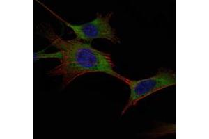 Immunofluorescence analysis of NIH/3T3 cells using HK1 mouse mAb (green). (Hexokinase 1 抗体)