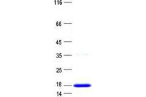 Validation with Western Blot (HIST1H3J Protein (His tag))