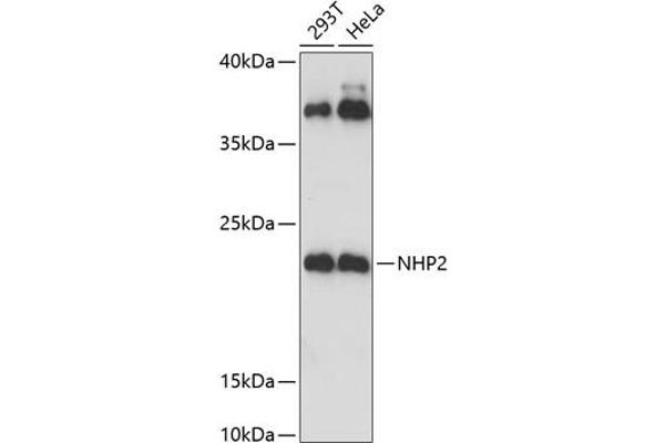 NHP2 anticorps  (AA 1-153)