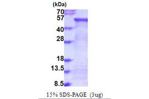 FUCA2 Protein (AA 29-467) (His tag)