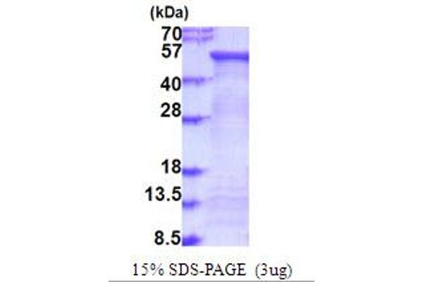 FUCA2 Protein (AA 29-467) (His tag)