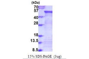 SDS-PAGE (SDS) image for Fucosidase, alpha-L- 2, Plasma (FUCA2) (AA 29-467) protein (His tag) (ABIN5853996) (FUCA2 Protein (AA 29-467) (His tag))