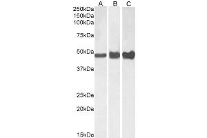 Western Blotting (WB) image for anti-Glial Fibrillary Acidic Protein (GFAP) (C-Term) antibody (ABIN185730)