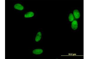 Immunofluorescence of purified MaxPab antibody to POLD2 on HeLa cell. (POLD2 抗体  (AA 1-469))