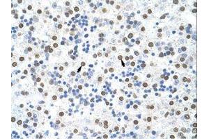 Image no. 1 for anti-Musashi Homolog 2 (MSI2) (AA 37-86) antibody (ABIN203056) (MSI2 抗体  (AA 37-86))