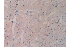IHC-P analysis of Mouse Stomach Tissue, with DAB staining. (GDF15 抗体  (AA 193-296))