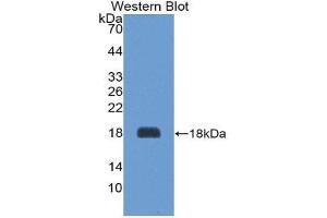 Western Blotting (WB) image for anti-Agouti Related Protein Homolog (Mouse) (AGRP) (AA 34-127) antibody (ABIN1174462) (AGRP 抗体  (AA 34-127))