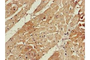 Immunohistochemistry of paraffin-embedded human heart tissue using ABIN7145258 at dilution of 1:100 (BANF1 抗体  (AA 2-89))