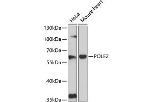 Western blot analysis of extracts of various cell lines, using POLE2 antibody (ABIN6129081, ABIN6145886, ABIN6145887 and ABIN6216616) at 1:3000 dilution. (POLE2 抗体  (AA 1-290))