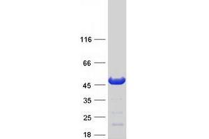 Western Blotting (WB) image for N-terminal EF-Hand Calcium Binding Protein 1 (NECAB1) protein (Myc-DYKDDDDK Tag) (ABIN2727052)