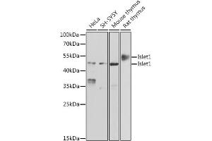 Western blot analysis of extracts of various cell lines, using Islet1 antibody (ABIN6131805, ABIN6142549, ABIN6142550 and ABIN6222006) at 1:500 dilution. (ISL1 抗体  (AA 1-349))