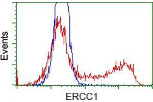HEK293T cells transfected with either pCMV6-ENTRY ERCC1 (RC200478) (Red) or empty vector control plasmid (Blue) were immunostained with anti-ERCC1 mouse monoclonal (ABIN2453006), and then analyzed by flow cytometry. (ERCC1 抗体)