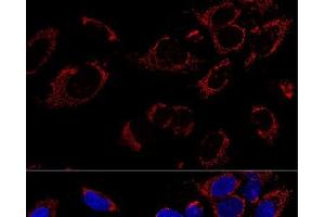 Confocal immunofluorescence analysis of U2OS cells using TUFM Polyclonal Antibody at dilution of 1:100. (TUFM 抗体)
