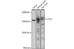 Western blot analysis of extracts of various cell lines, using CPS1 Rabbit mAb (ABIN7266063) at 1:1000 dilution. (CPS1 抗体)