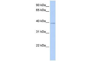 WB Suggested Anti-HOXC10 Antibody Titration:  0. (HOXC10 抗体  (N-Term))