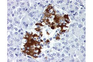 Anti-Insulin antibody IHC of human pancreas.