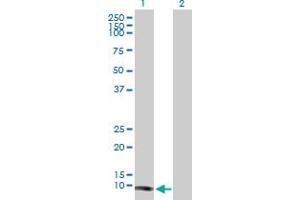 Western Blot analysis of TCL1A expression in transfected 293T cell line by TCL1A MaxPab polyclonal antibody. (TCL1A 抗体  (AA 1-114))