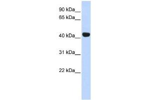 EGLN2 antibody used at 0. (PHD1 抗体  (Middle Region))