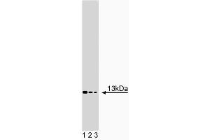 Western blot analysis of Acid Ceramidase on NHEK lysate. (ASAH1 抗体  (AA 88-182))