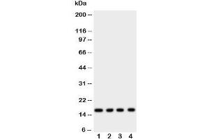 Western blot testing of Myoglobin antibody and rat samples 1: skeletal muscle;  2: heart;  3: liver;  4: intestine tissue lysate. (Myoglobin 抗体  (AA 138-154))