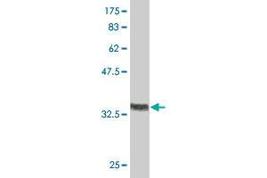Western Blot detection against Immunogen (36. (RUNX2 抗体  (AA 251-350))
