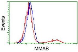 HEK293T cells transfected with either RC204290 overexpress plasmid (Red) or empty vector control plasmid (Blue) were immunostained by anti-MMAB antibody (ABIN2454109), and then analyzed by flow cytometry. (MMAB 抗体)