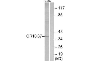Western Blotting (WB) image for anti-Olfactory Receptor, Family 10, Subfamily G, Member 7 (OR10G7) (C-Term) antibody (ABIN1853378) (OR10G7 抗体  (C-Term))